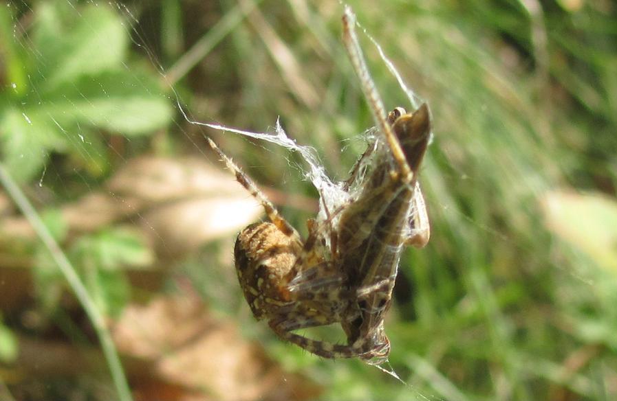 Araneus diadematus